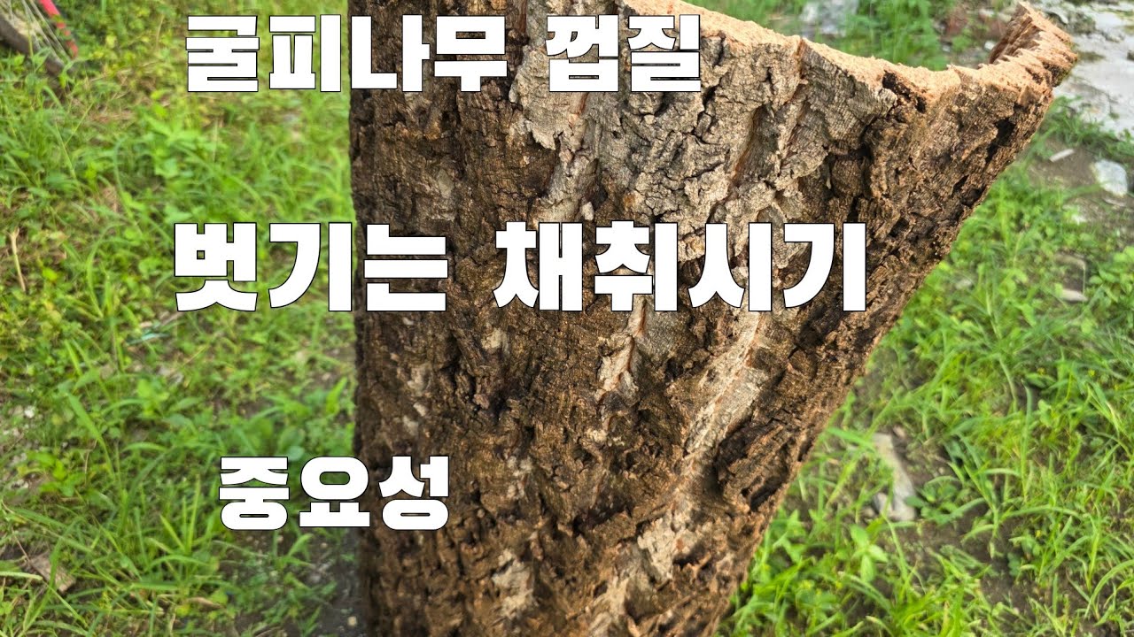 자연 야생 토종벌  환장하는 굴피껍질 벗기는 채취시기 중요성  토종벌키우기 