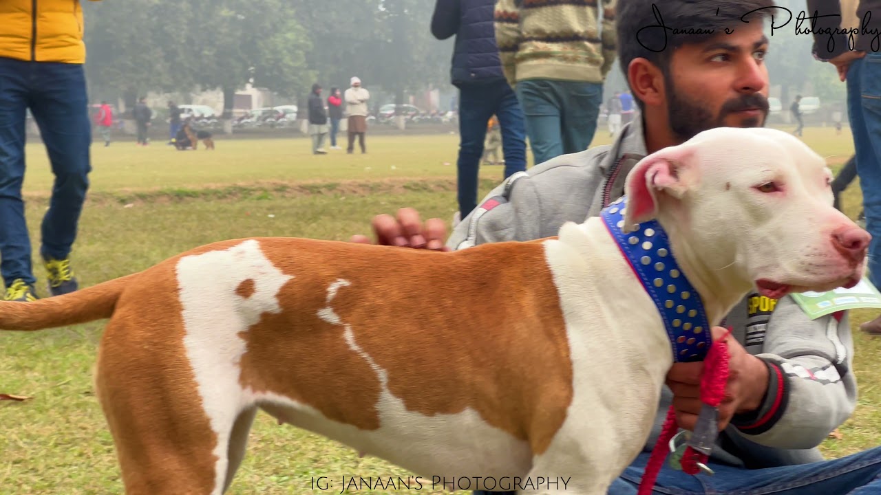 Dogs Show In University of Agriculture Faisalabad #dogs  #dogshow #uaf #dogslove
