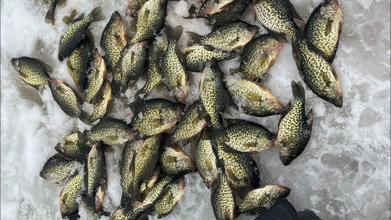 🔴青石路亚钓鱼日志  冰钓花鲗鱼 ~ 让冰钓者瘋狂 Ice Fishing  Crappie. Canada