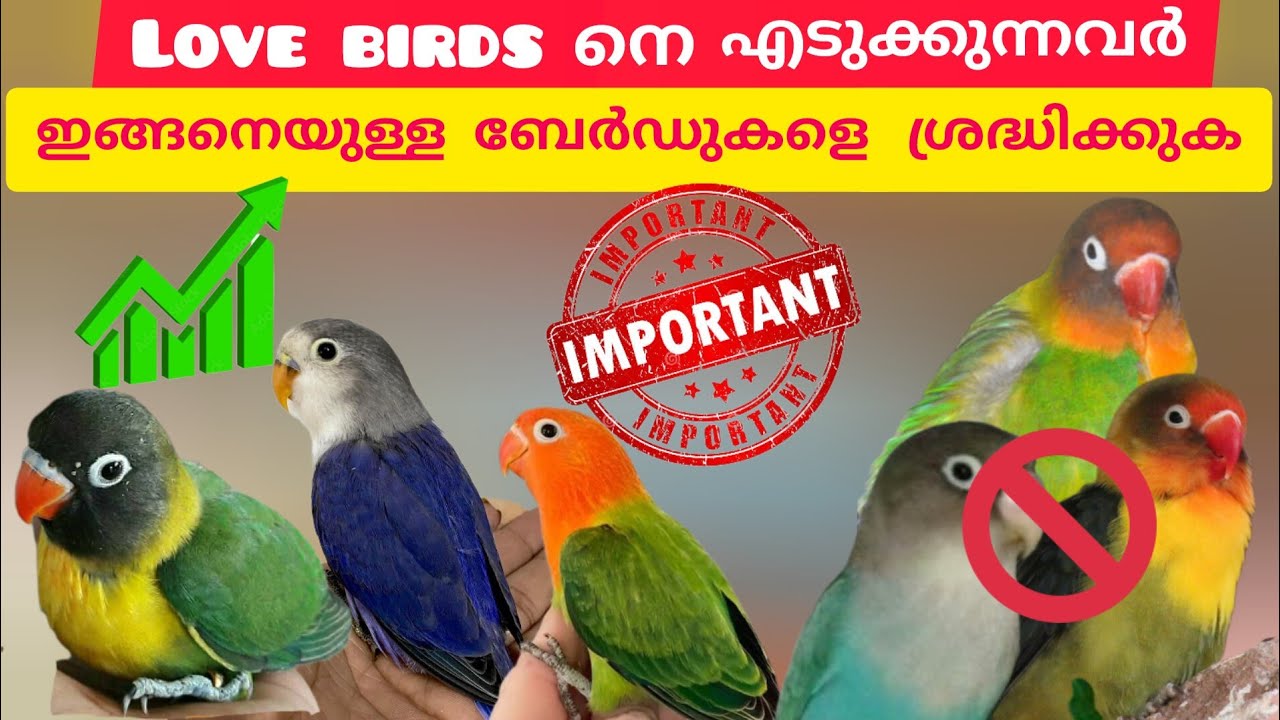 AfricanLovebirds നെ വളർത്താൻ ആഗ്രഹിക്കുന്നവരുടെ ശ്രദ്ധയിലേക്ക് how to success birds farming#birds
