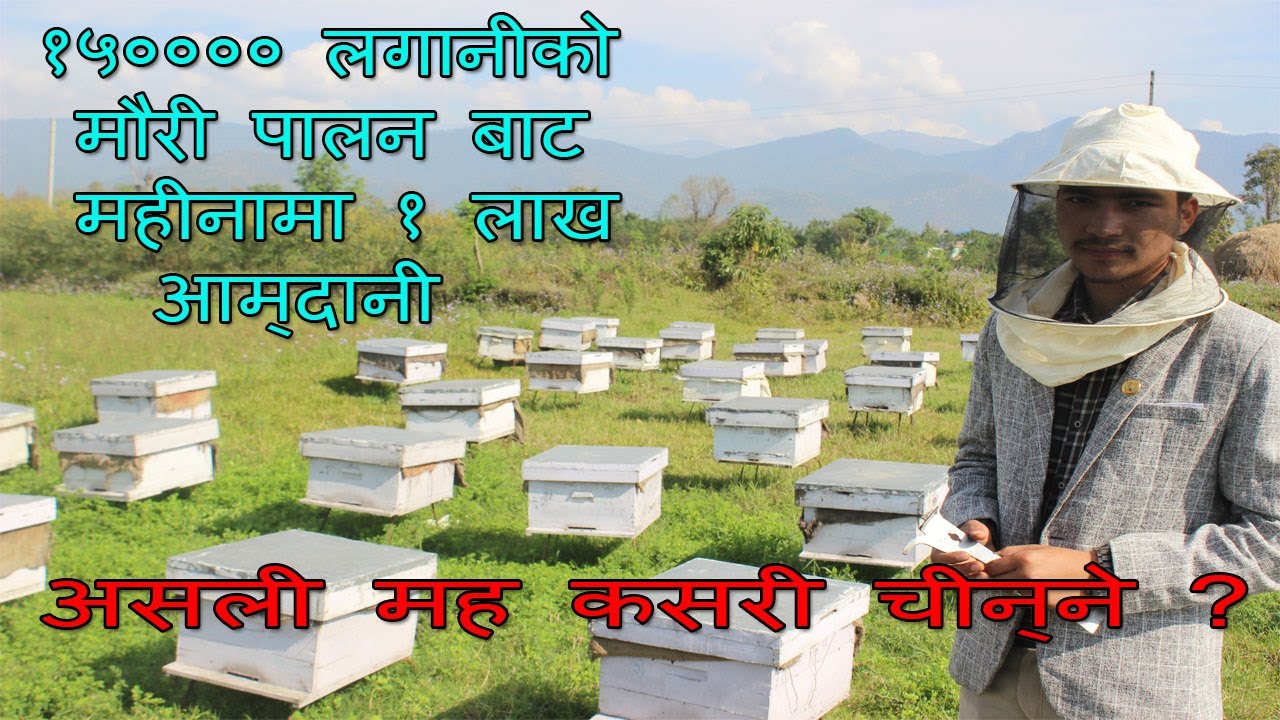 १५०००० को मौरीबाट महिनामा १००००० चोखो आम्दानी । Honey bee farming in Nepal  । Mauri Palan in Nepal ।