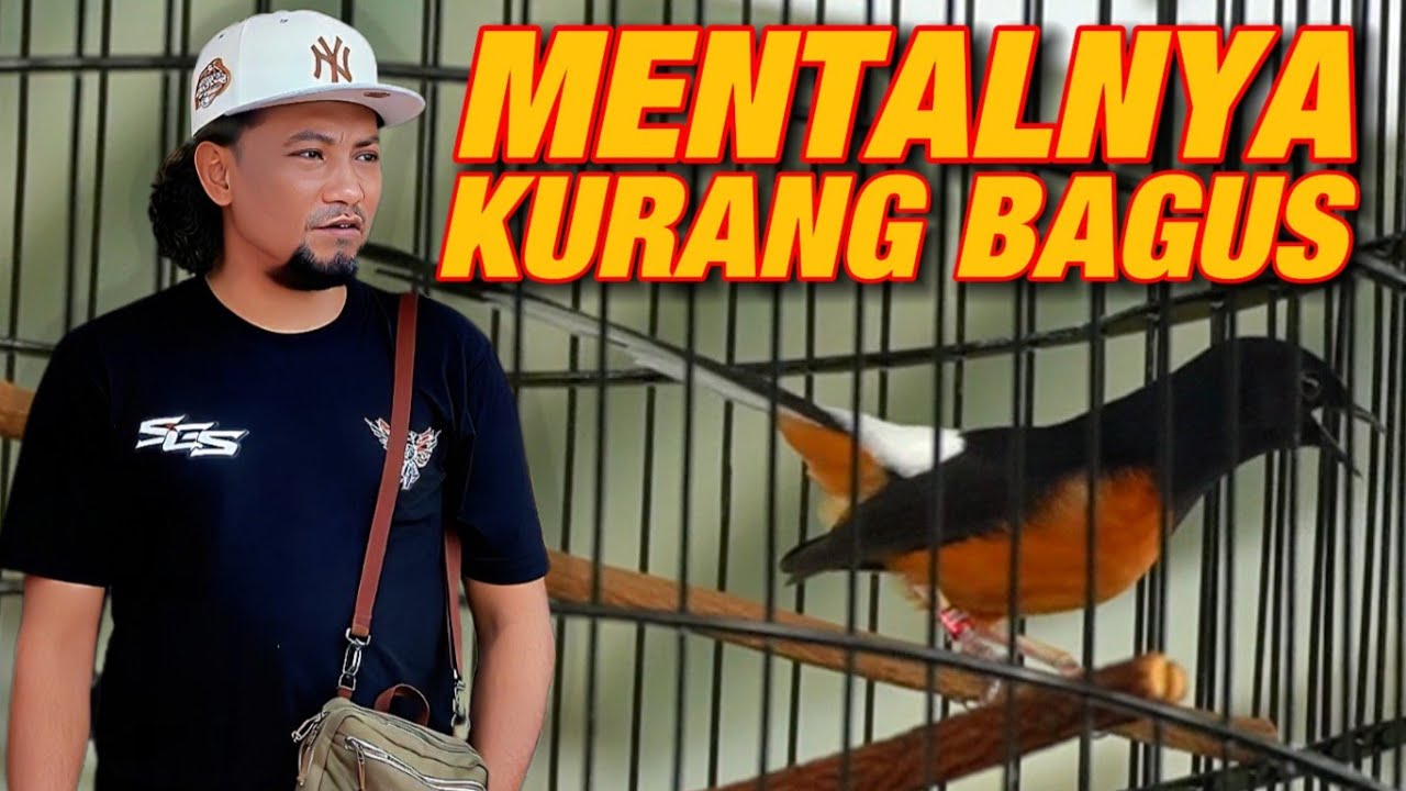 MELIHAT DAN MEMASTIKAN‼️MURAI BATU YG MENTALNYA KURANG