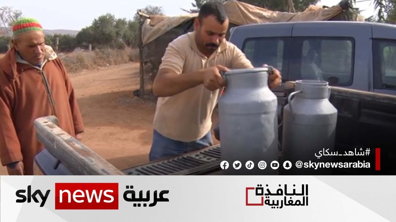 إجراءات في المغرب لتأمين الحليب ومنتجاته| #النافذة_المغاربية
