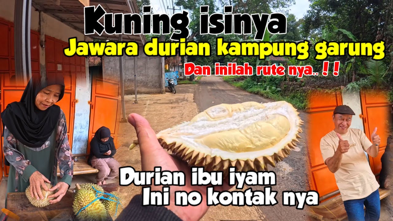 INI YANG KALIAN CARI..! DURIAN IBU IYAM kuning, wangi, rasanya PAHIT MANIS jonggol musim durian