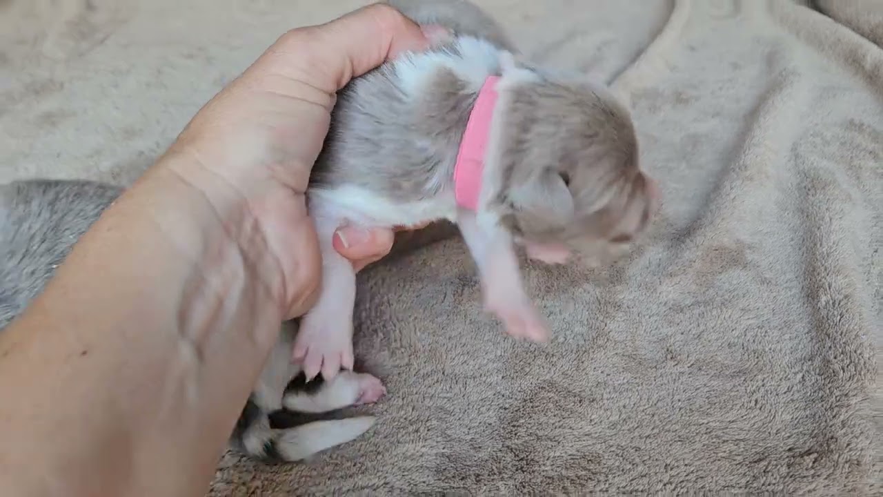 Border Collie Puppies | AKC Registered Red Merle, Lilac & Blue Merle Puppies for Sale