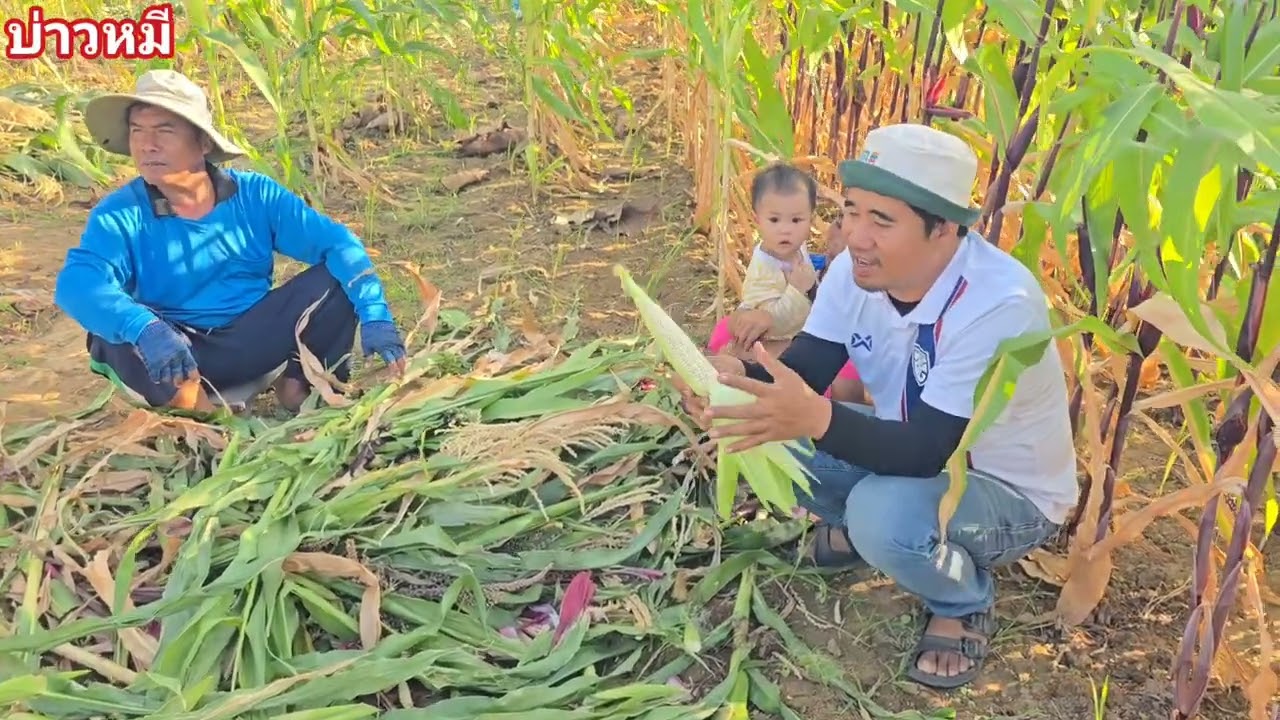 ข้าวโพดยายลุน..เก็บขายแล้วเด้อ.🌽🌽🌽9/2/2026