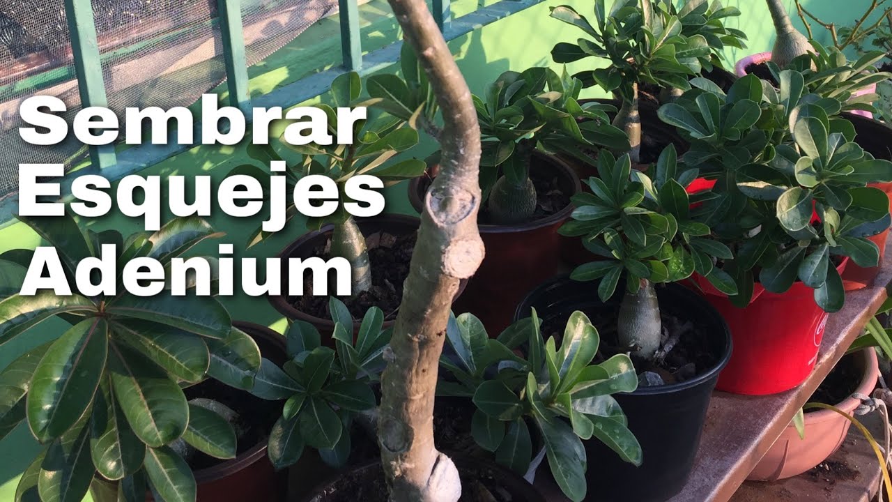 Cómo sembrar esquejes Rosa del Desierto