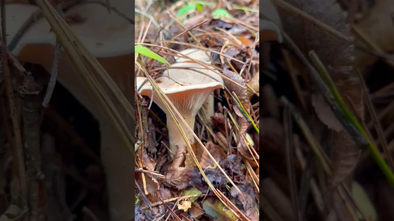 Говорушка подогнутая 🤫 Infundibulicybe geotropa. Clitocybe geotropa. Клитоцибе подогнутая.