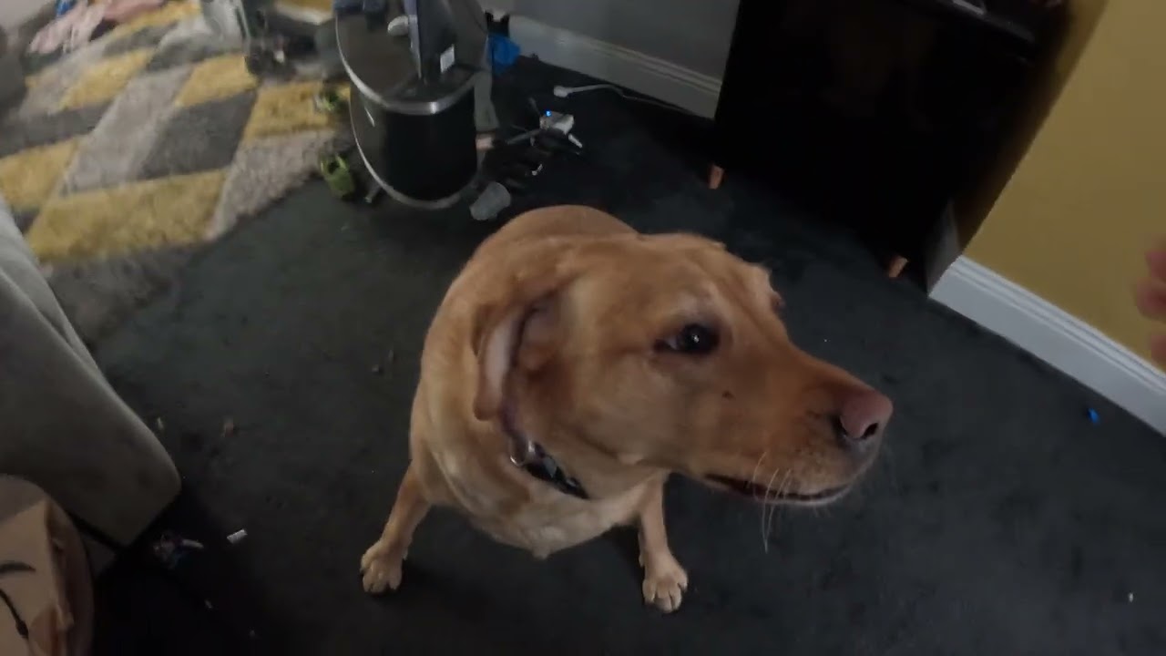 Yo my cutte dog
