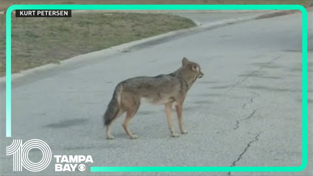 Concerns of coyotes in Siesta Key after dog's death