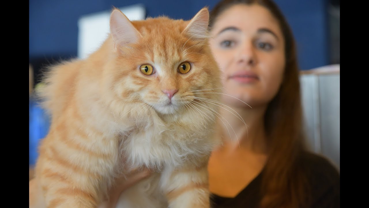 Expo Felina di Genova - Febbraio 2019 -  Playlist  N°1