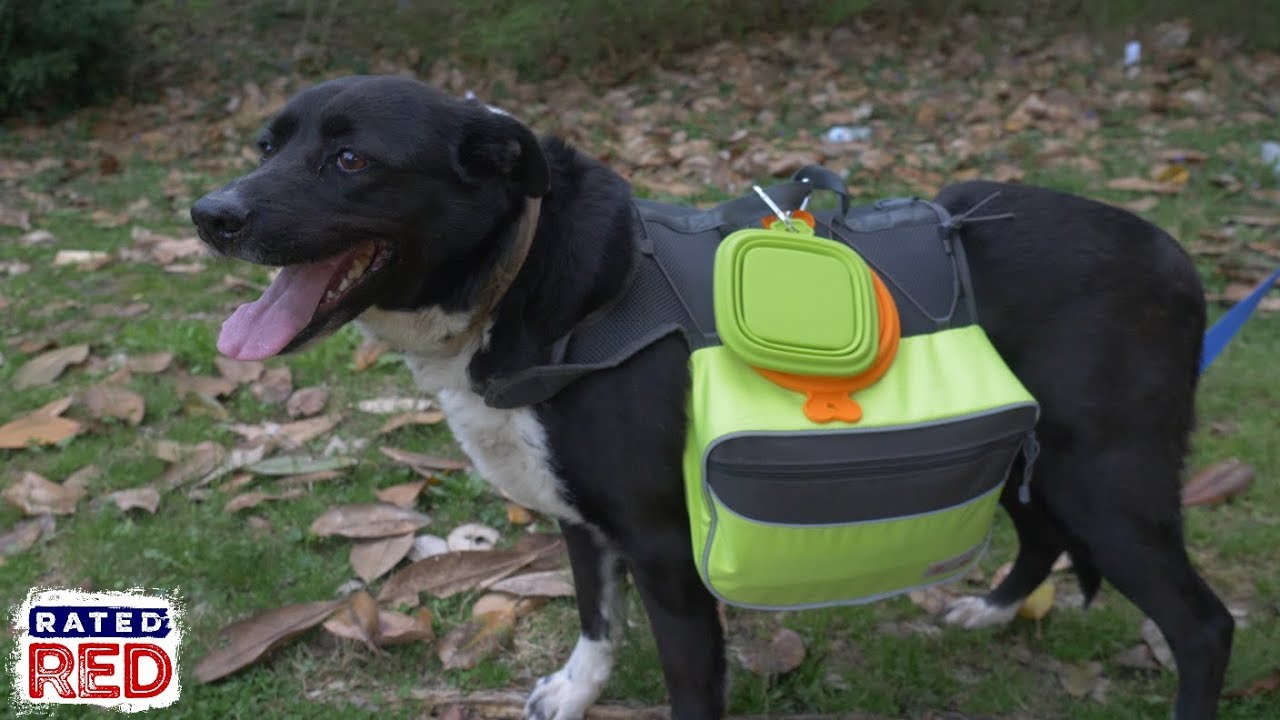 How to Pack a 72-Hour Bug-Out Bag for Your Dog