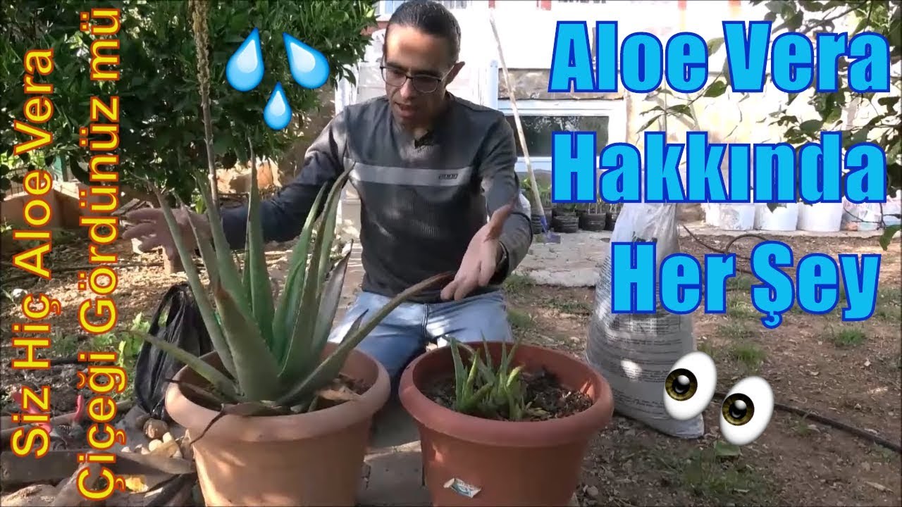 Aloe Vera Bitkisi (Bakımı, Faydaları, Özellikleri, Çeşitleri)