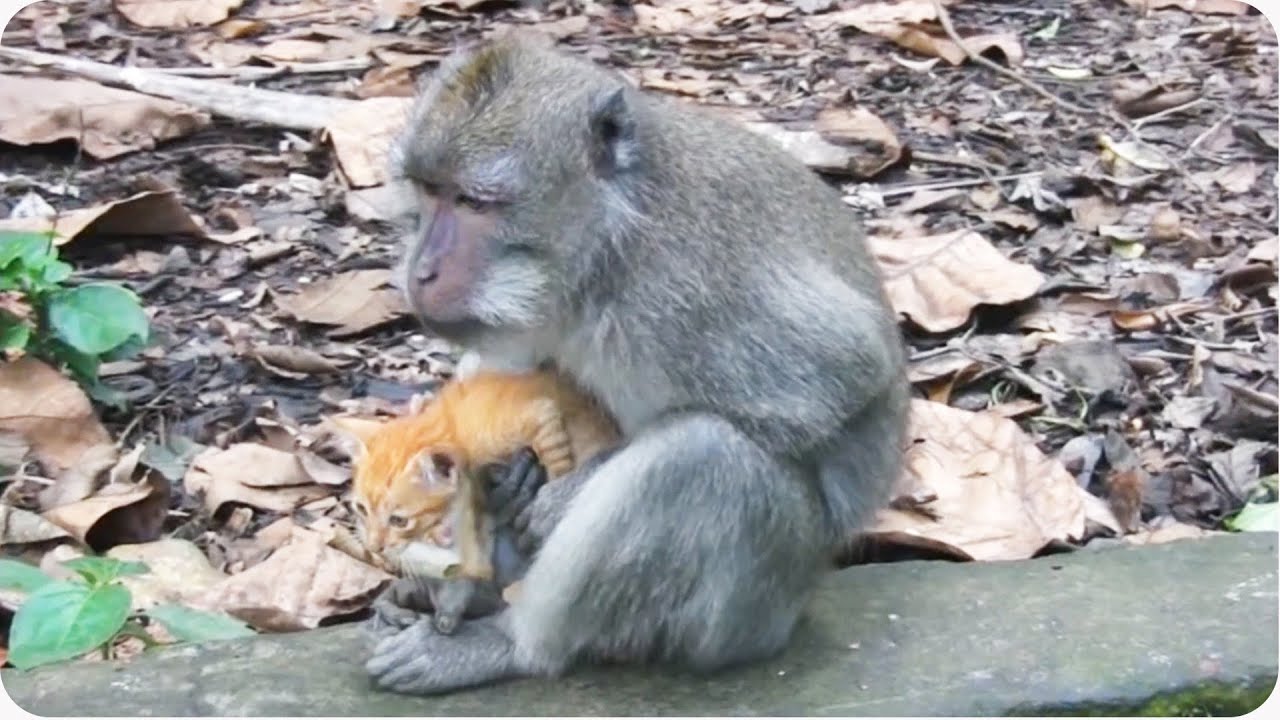 Monkey Adopts Kitten | Adorable Unlikely Pair