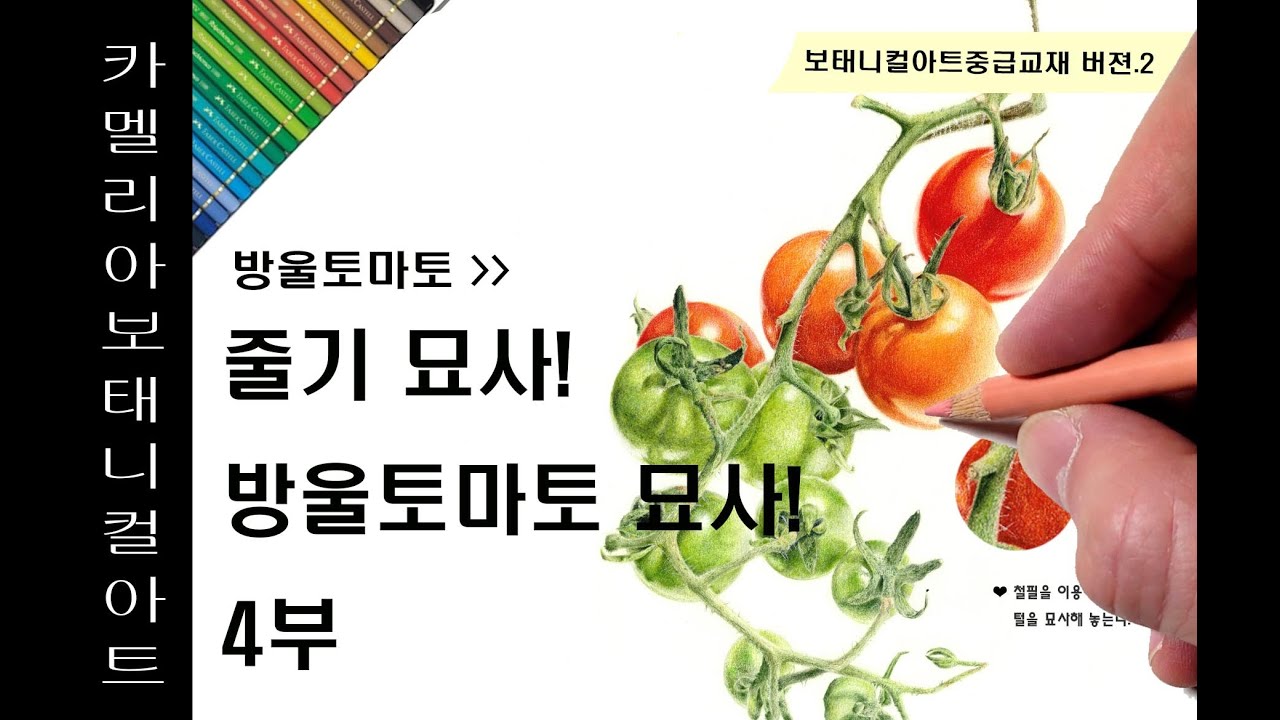 보태니컬아트중급교재V.2방울토마토_4부 #보태니컬아트#식물세밀화#보타니컬아트#보테니컬아트#색연필일러스트 #꽃그림#카멜리아보태니컬아트#박안숙#botanicalartart#방울토마토