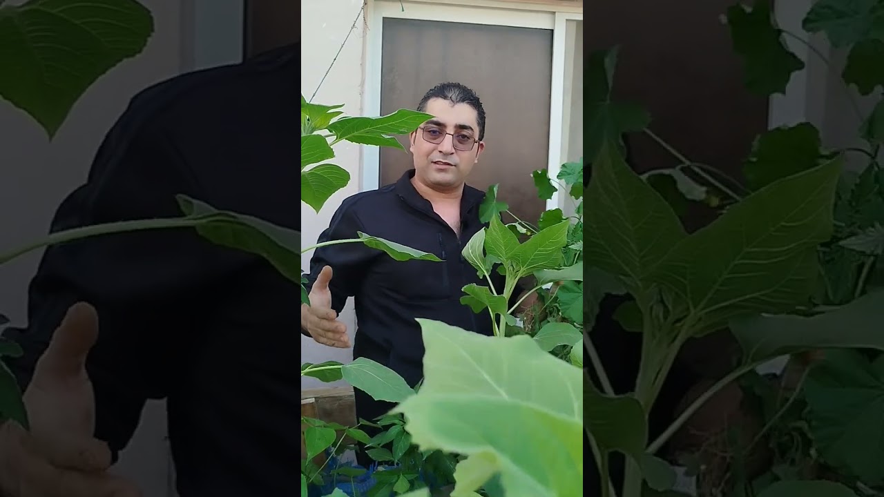 توثيق جديد لكفائة نظام الساندابونك بعد إعادة التأهيل والزراعة