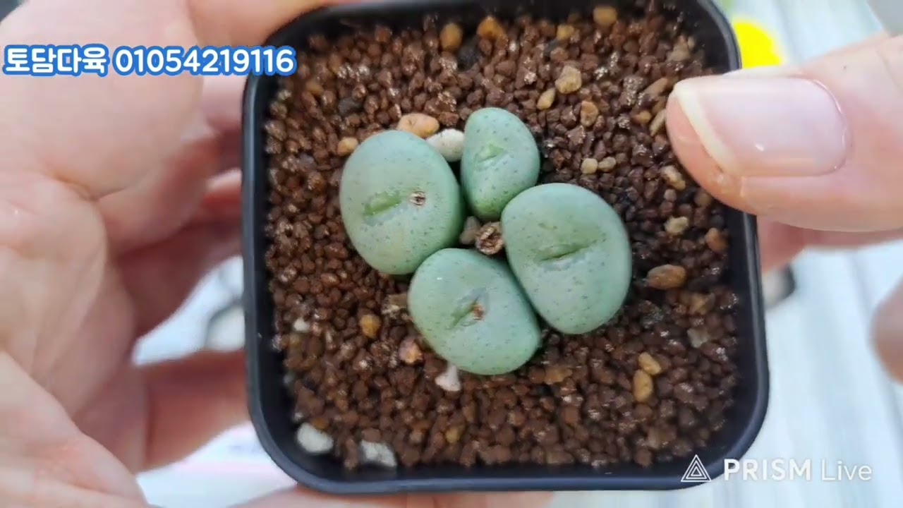 (판매완료)토담다육 01054219116 코노피튬 빌로붐 리톱스 체리톱스 모듬 택포5만원 26년1월27일(2701)