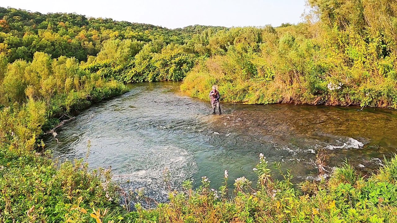 DRY FLY FISHING the Driftless - Finally get a dry fly bite (day 4)