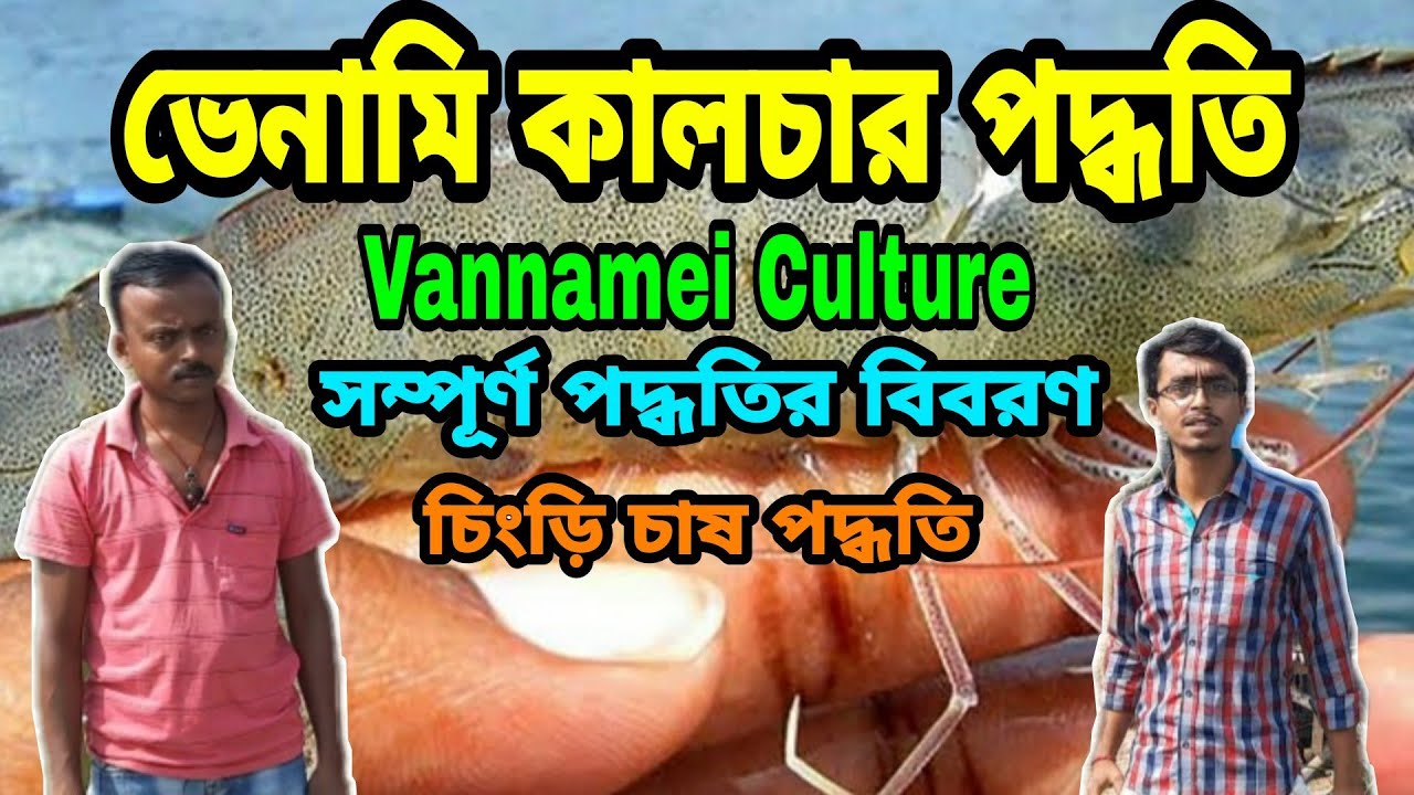 ভেনামি কালচার পদ্ধতি || Vannamei Culture process || পুরো পদ্ধতি সম্পর্কে জানুন || BM.RNC Fisheries