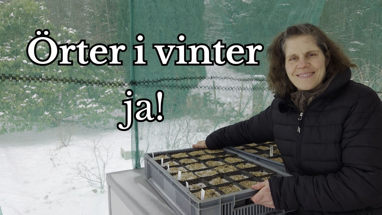 Perenna örter för en levande trädgård - vintersådd och varför (del 10)