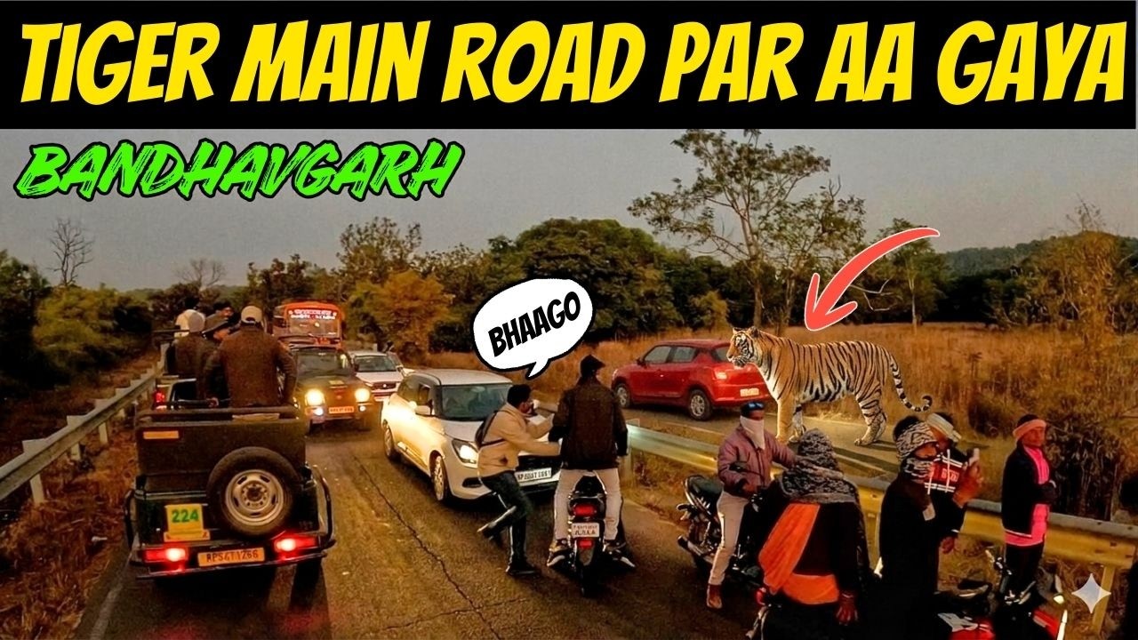 BANDHAVGARH SAFARI KE BAAD MAIN ROAD PAR HO GAYI TIGER SIGHTING | KHITAULI ZONE