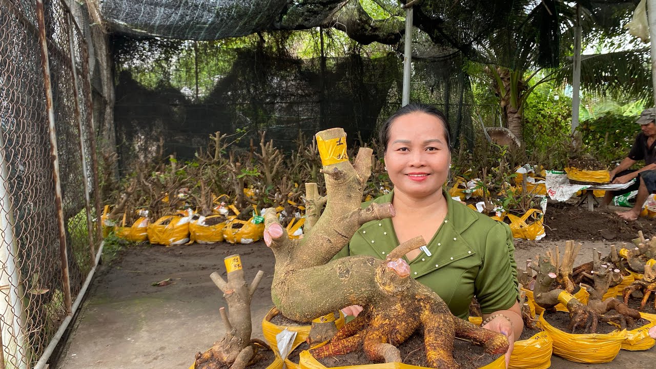 06/03/ ngọc (0907321470) Gl lô mai phôi dảo hạt thủ Đức đế đẹp giá yêu thương ❤️❤️❤️