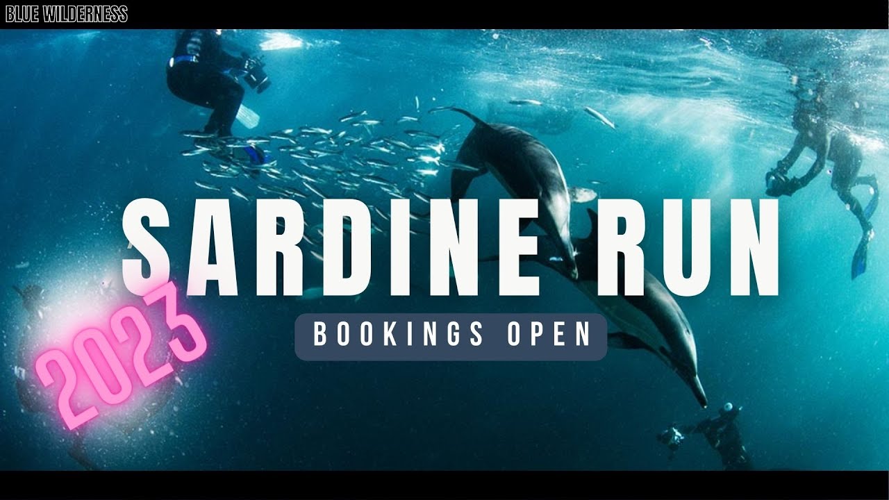Sardine Run 2023 Expeditions in South Africa - Bookings Now Open