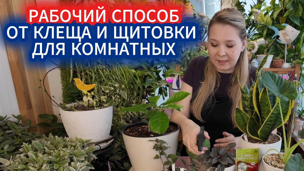 Борьба с паутинным клещом и щитовкой на комнатных растениях - операция „Чистый подоконник“