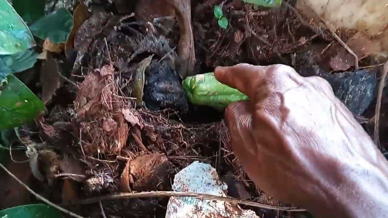 I planted two cho cho for KC and Cecile in rural Jamaica 🇯🇲. 