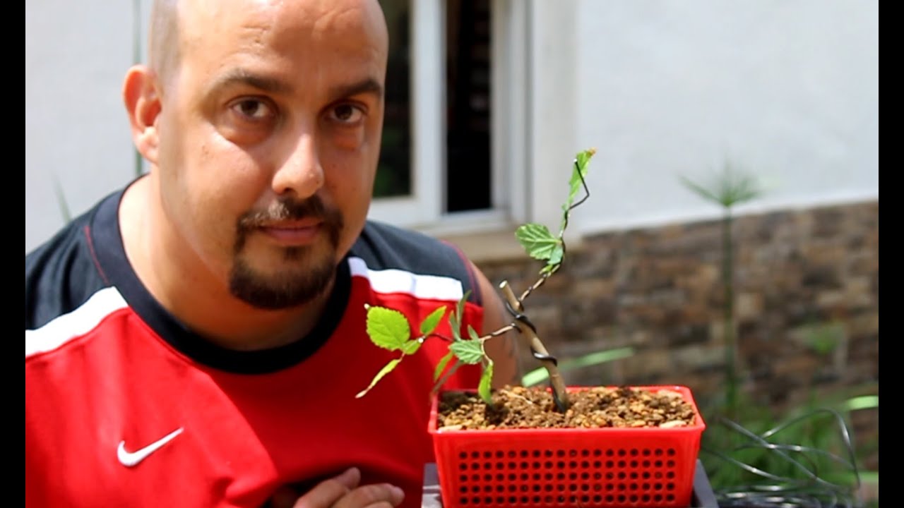 Bonsai Zero Celtis Australis - INTERESANTÍSIMO!!!