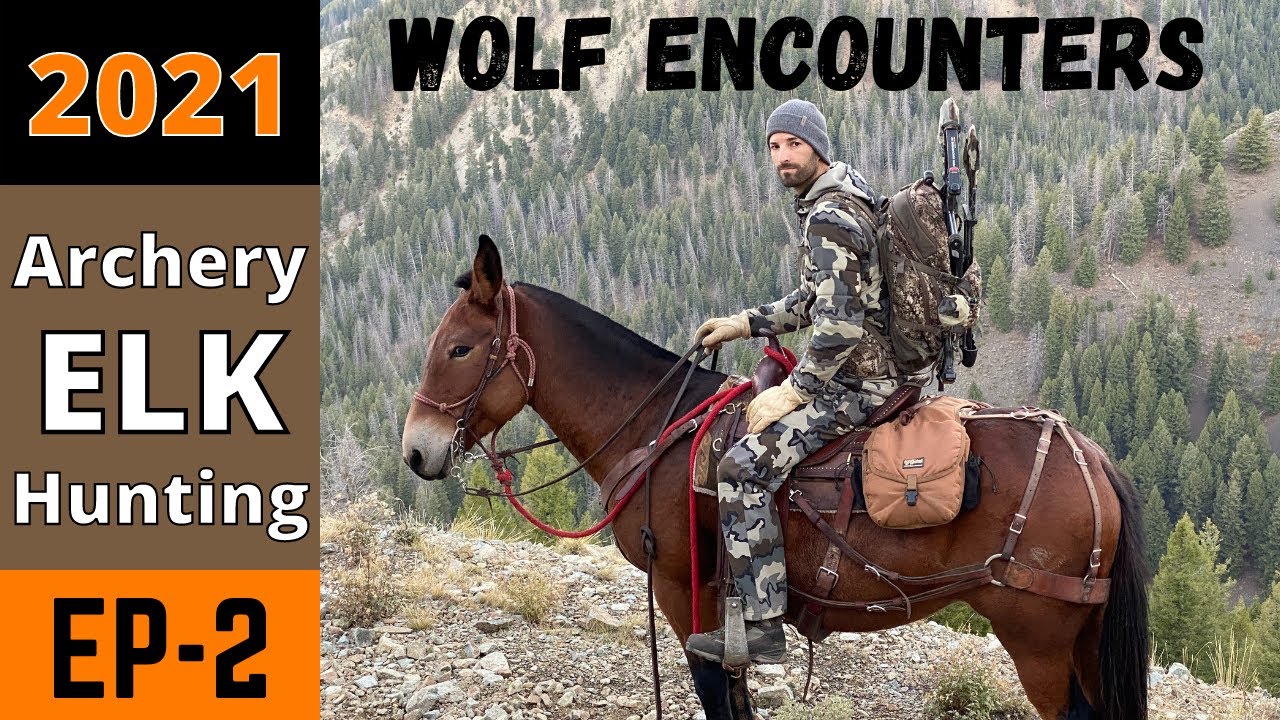 2021 Archery Elk Hunting Part 2 - Wolf Encounters
