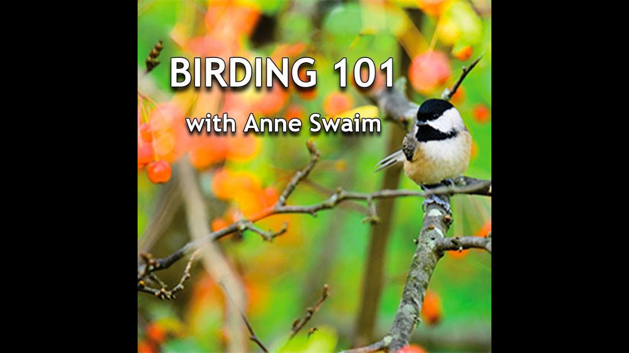 Birding 101 with Anne Swaim