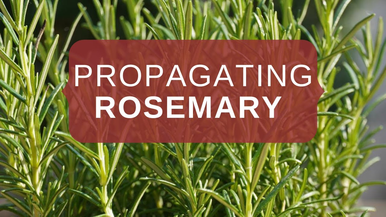 Propagating Rosemary from cuttings