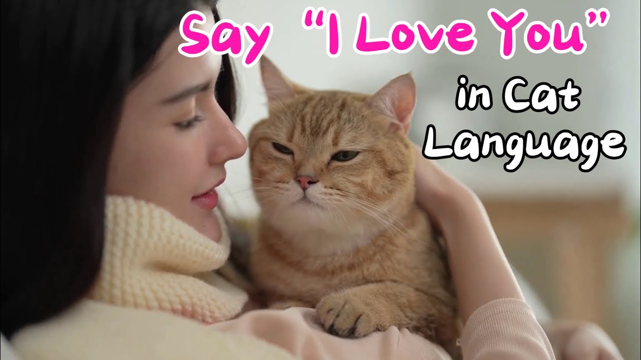 Say “I Love You” in Cat Language 😽 10 Meaningful Ways 