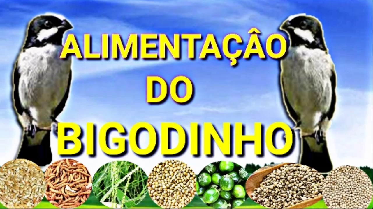 Alimentação Do Bigodinho ( Dicas Simples e Eficiente )