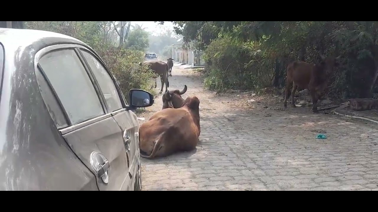 Part : 2 Cute Puppy♡ ko Dava pilana hai ! ( Pair pe gadi चढ़ाया tha ) 