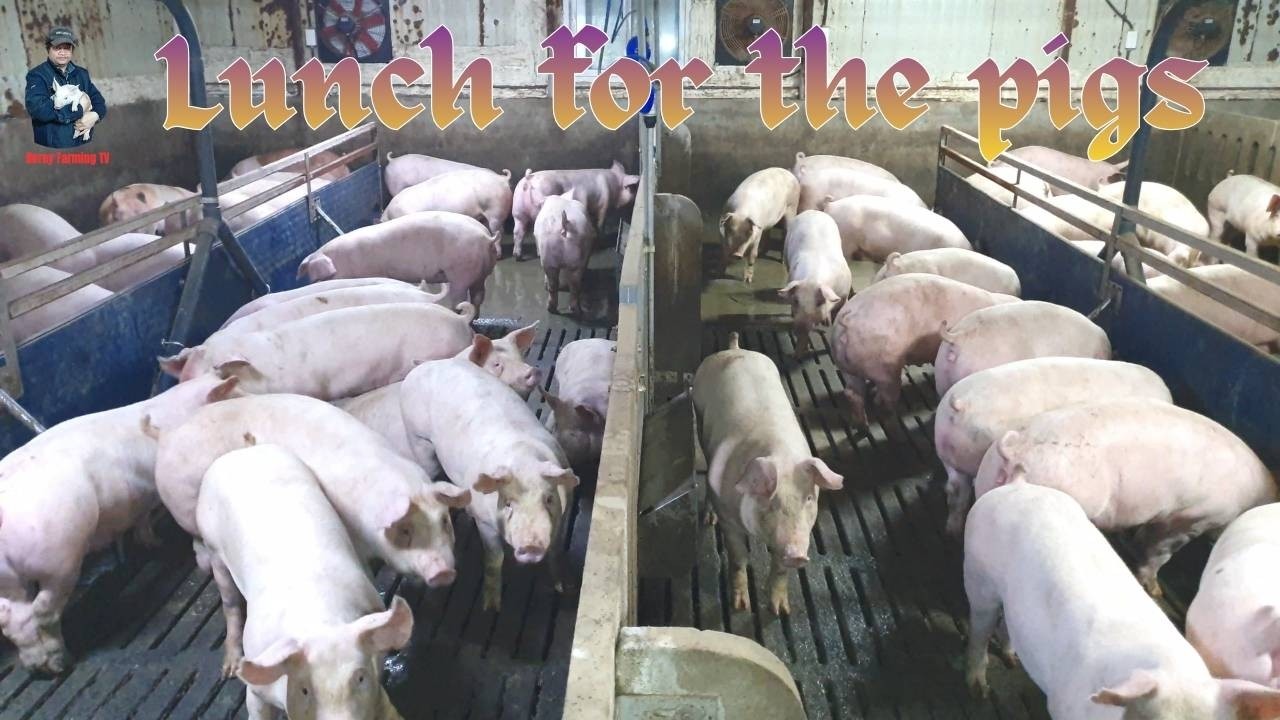 Lunch for the pigs. | Video 49 | Farming in South Korea.