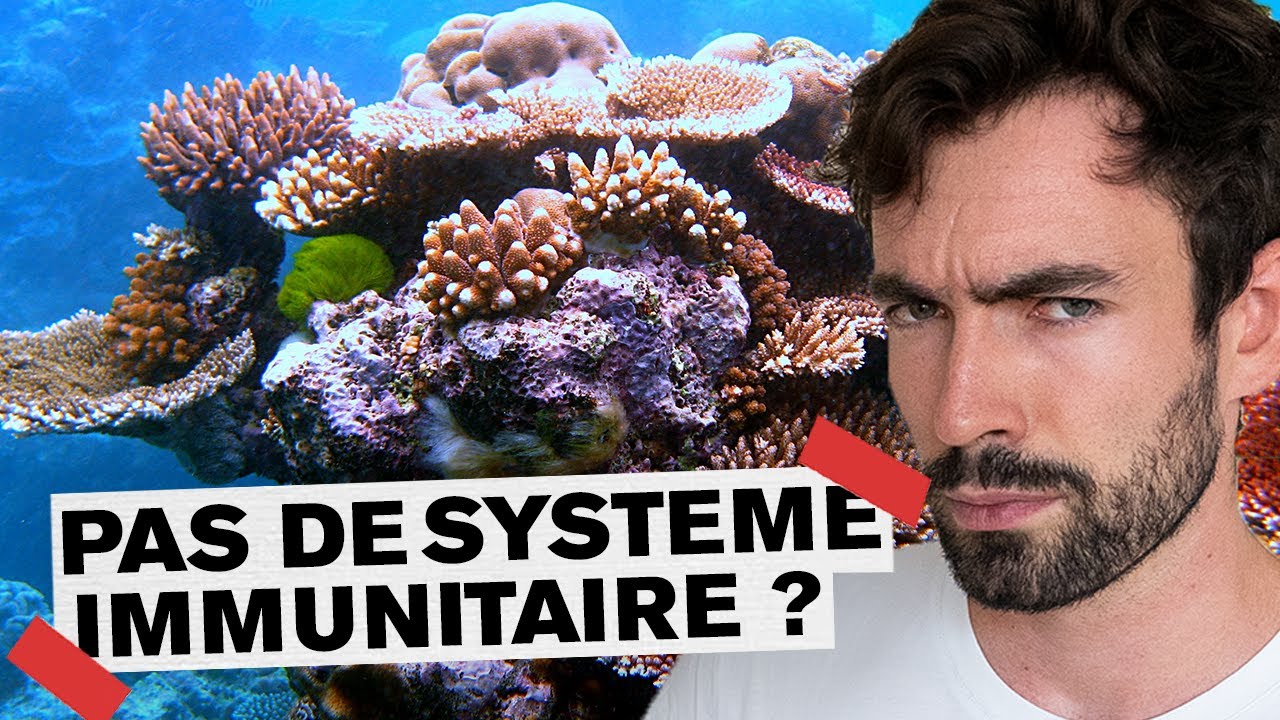 Le corail expliqué en 3 minutes