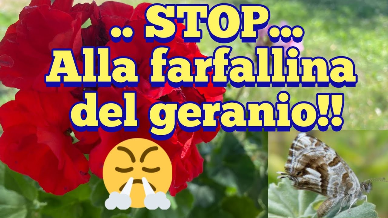Fermiamo la farfallina del geranio 😤