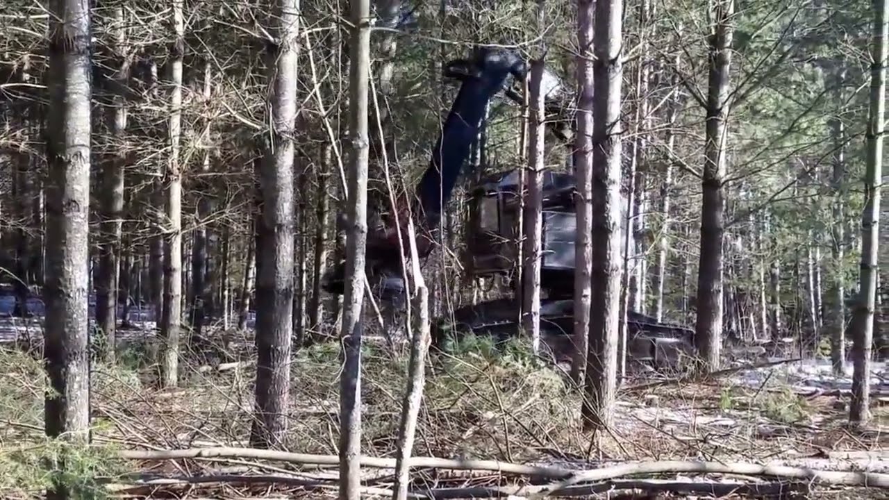 2016 First Commercial Thinning of Young White Pine with Feller Buncher