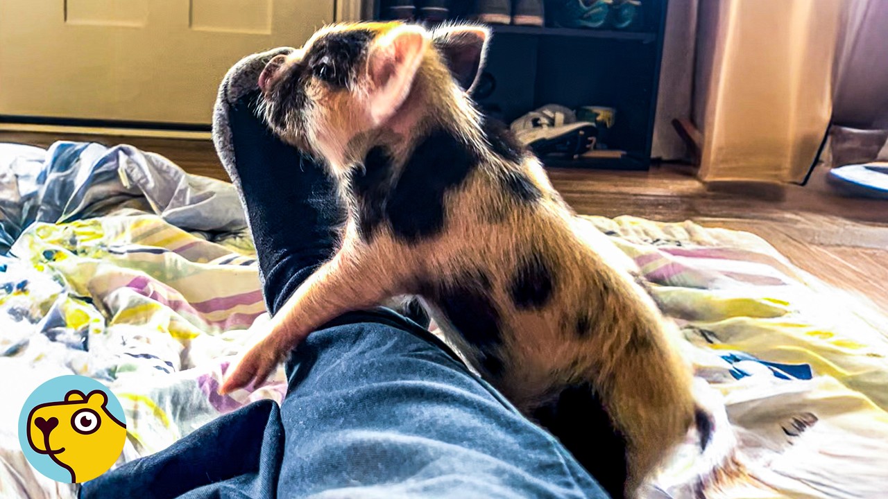 Fearless Piglet Challenges Animals Ten Times His Size