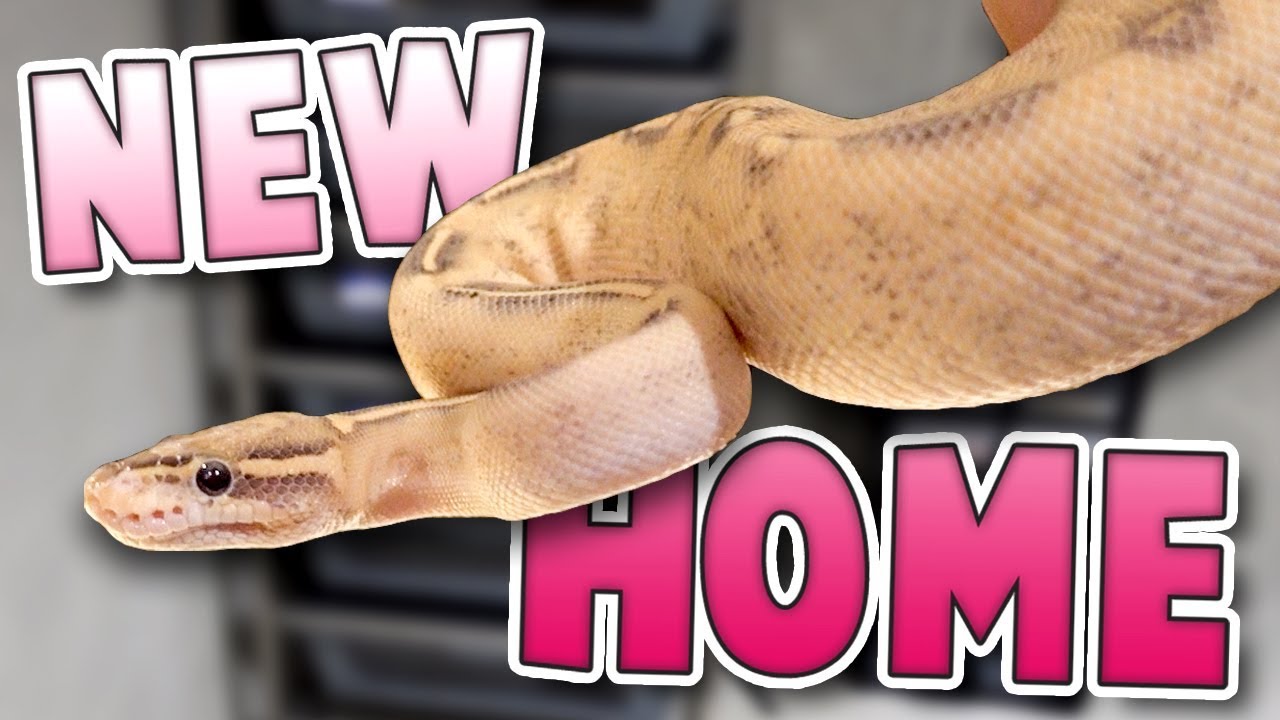 Brand New Snake Home! | Family Baby Vlogs