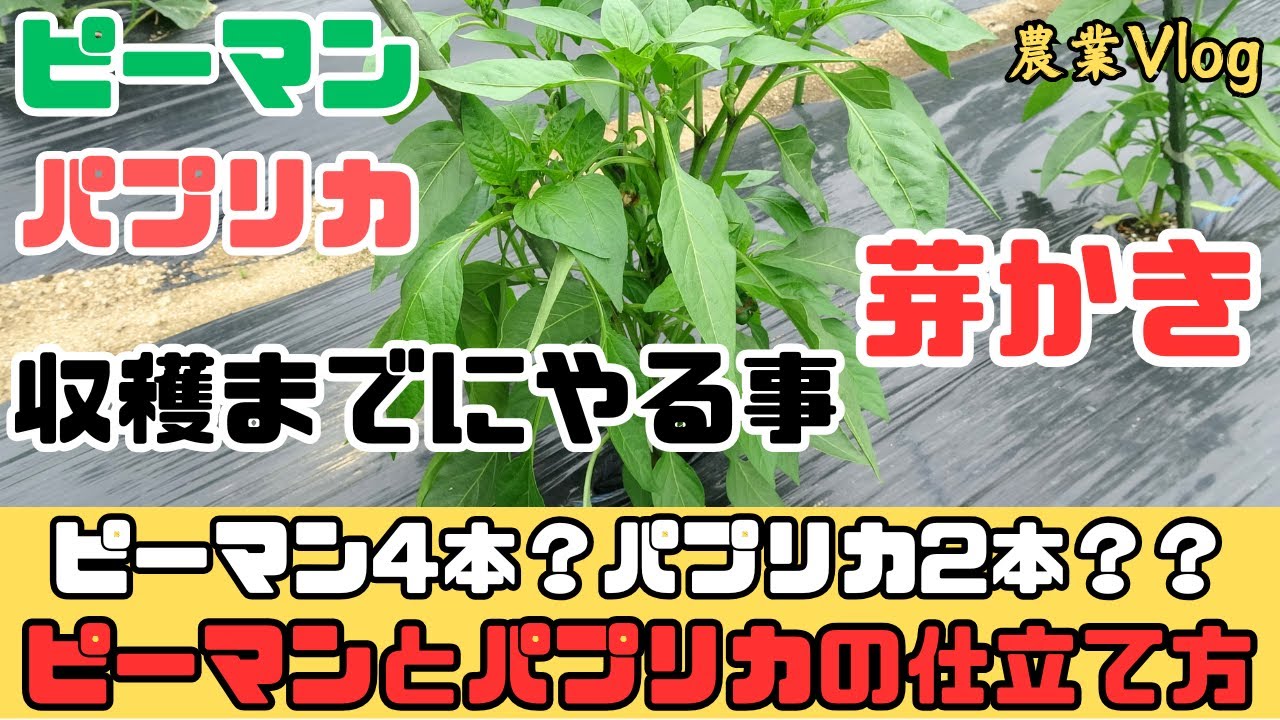【ピーマン・パプリカ】収穫までにやる事芽かき。ピーマン4本？パプリカ2本？？～ピーマンとパプリカの仕立て方～【農業Vlog】