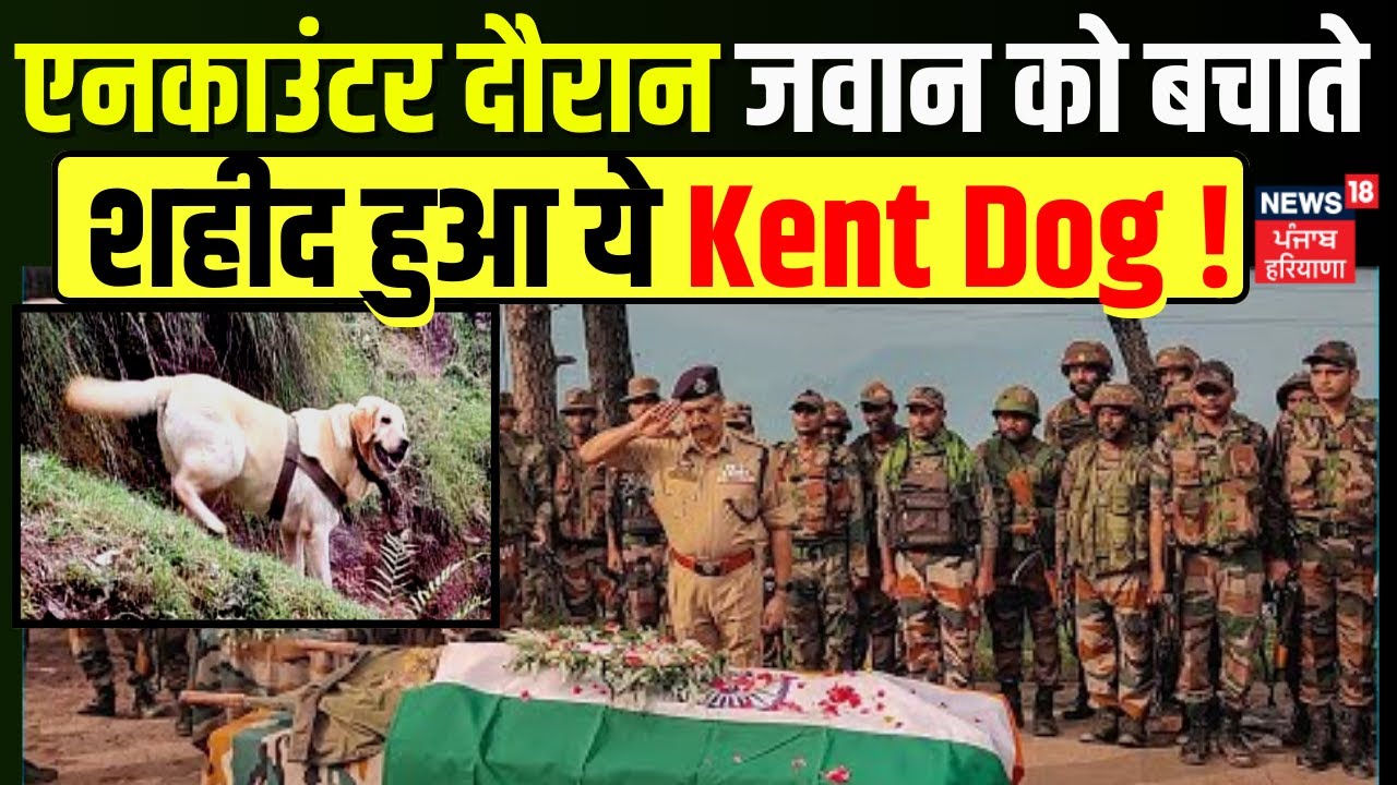 Anantnag Encounter News : एनकाउंटर दौरान जवान को बचाते शहीद हुआ ये Kent Dog ! | News18