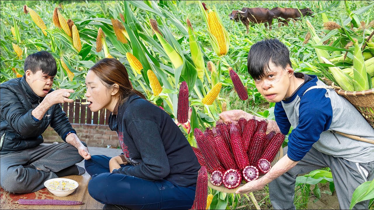 Harvest CORN Goes to the market sell - Caring For A Sick Sister - Lý Thị Hoa