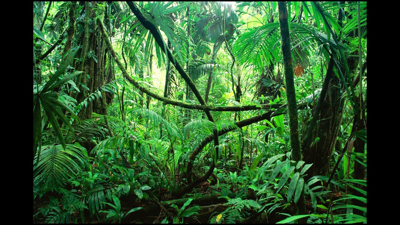 Smooth Jungle - Ambience