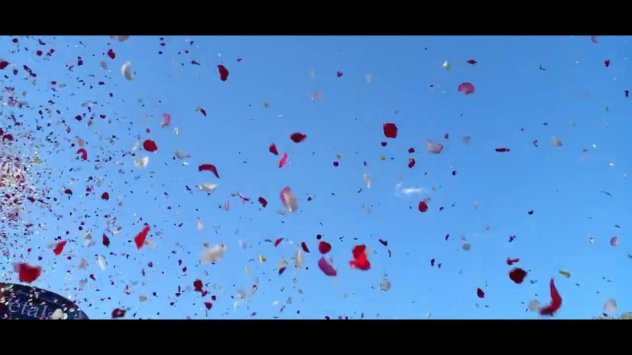 Chuva de Pétalas em Holambra - SP