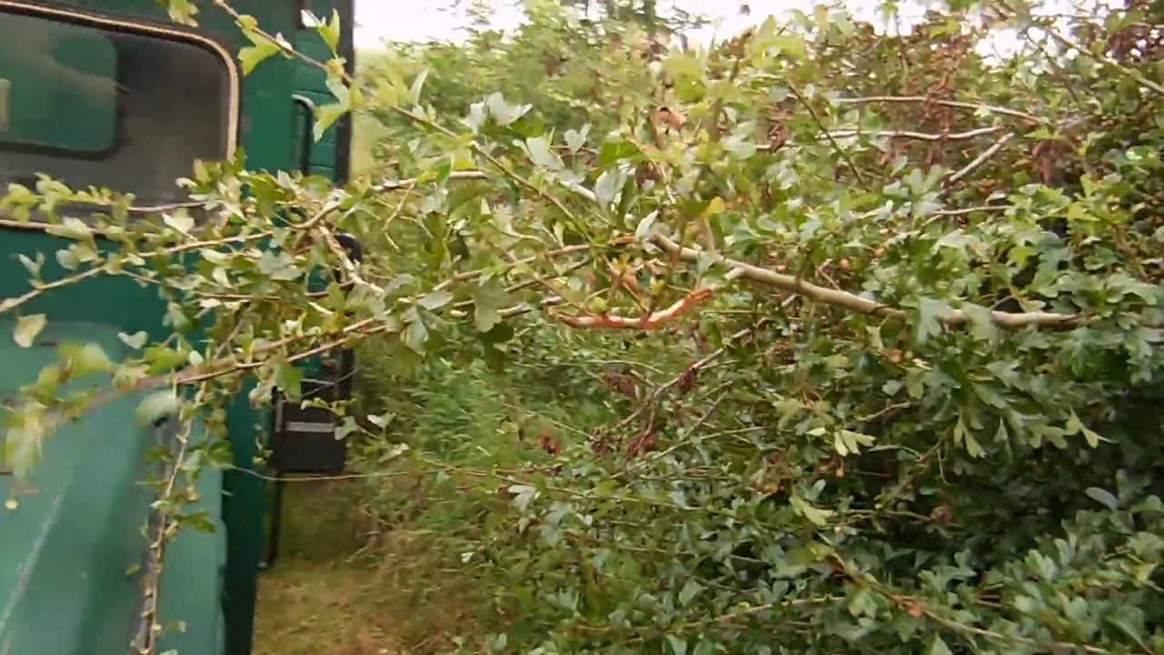 Freischneiden n&ouml;tig DSCN2982