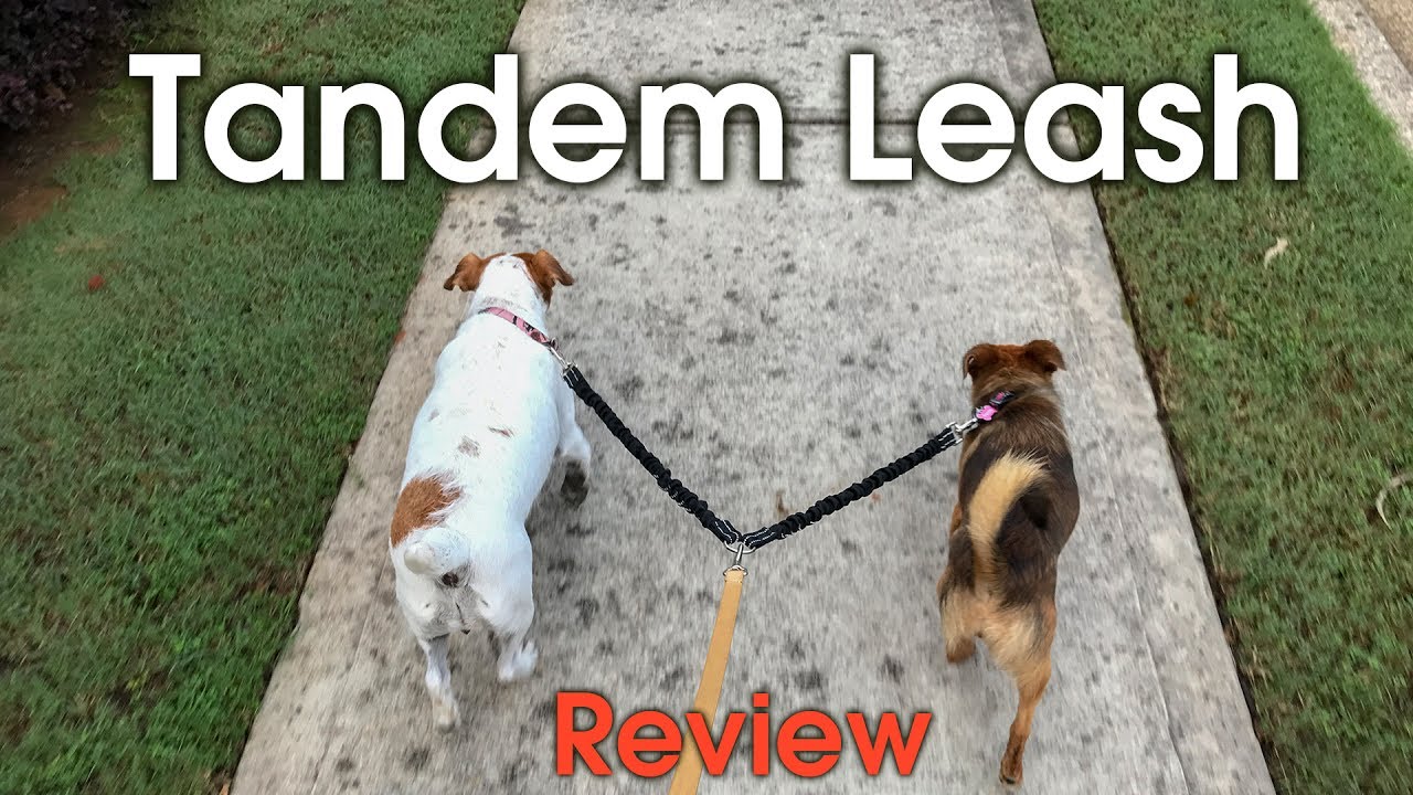 Two Dogs One leash