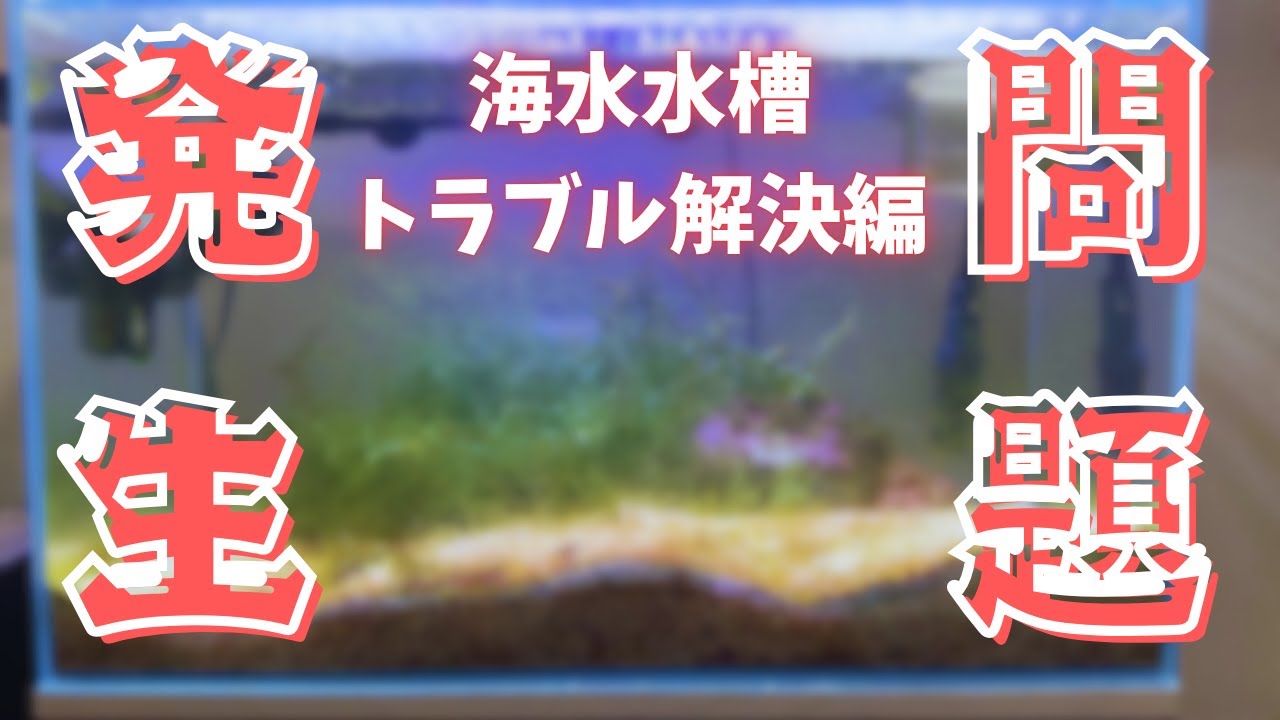 【#47】海水水槽で魚が落ちたりコケが蔓延したり藍藻が発生したりしてひどい状態なのでなんとか解決したい